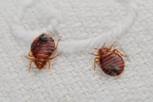 Bed bugs control | perfect pest