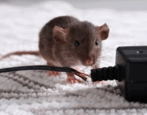 termite pest control