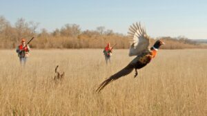 Iowa Pheasant Hunting Safety Tips & Best Practices