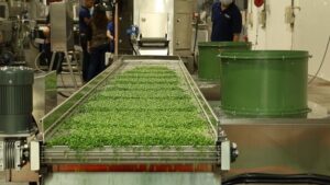 Frozen Green Peas Manufacturing Plant