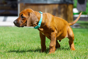 Pet stain odor removal Ashburn