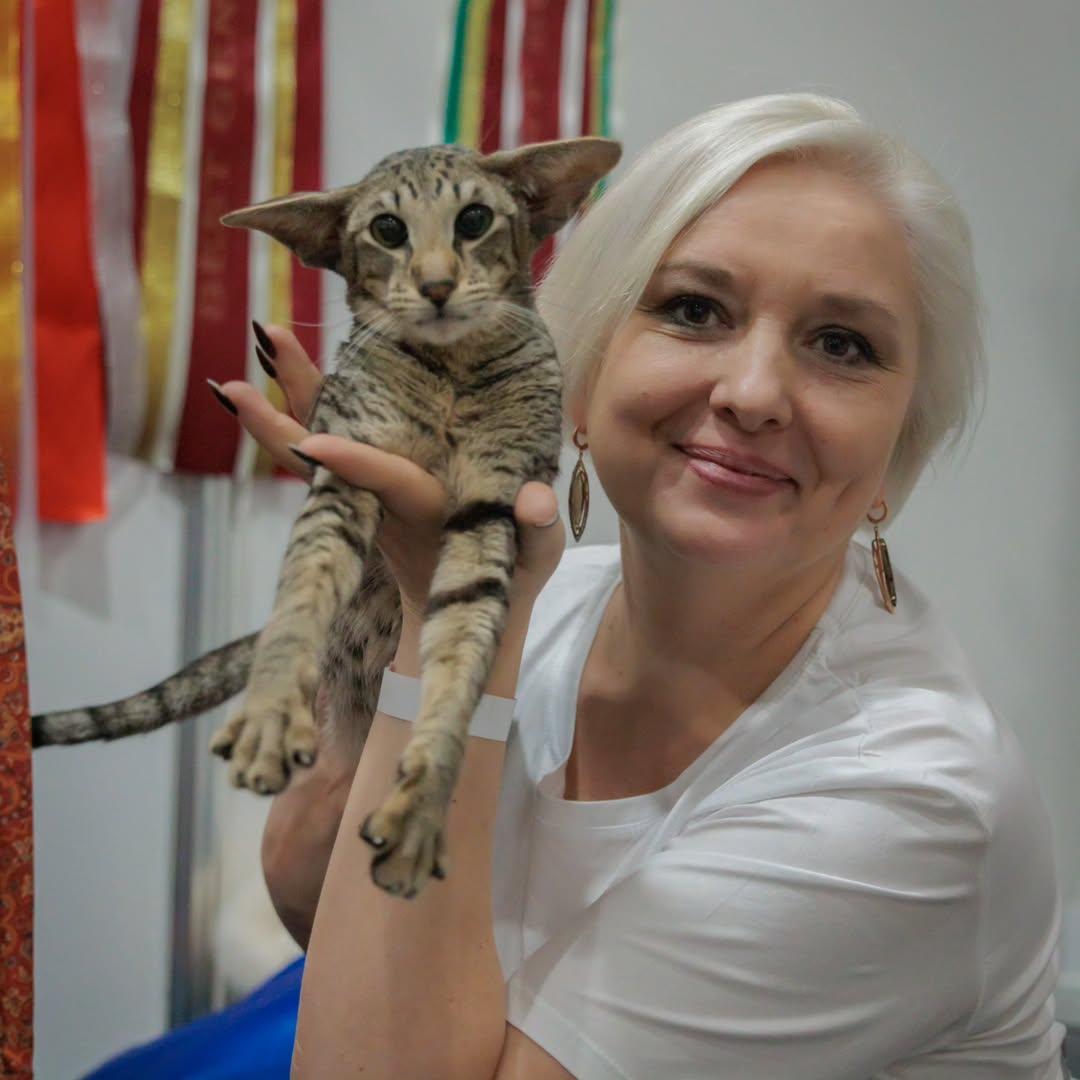 oriental shorthair for sale