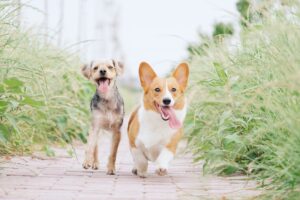 Pooch and Mutt Discount Code
