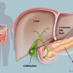 gallbladder-anatomy
